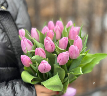 Tulips Purple Light