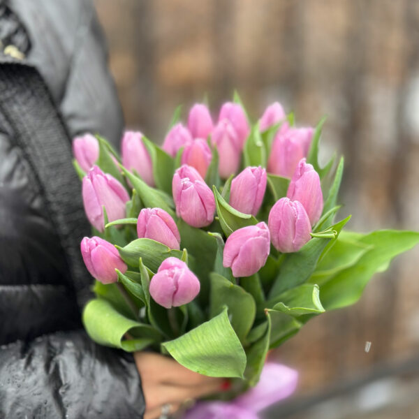 Tulips Purple Light