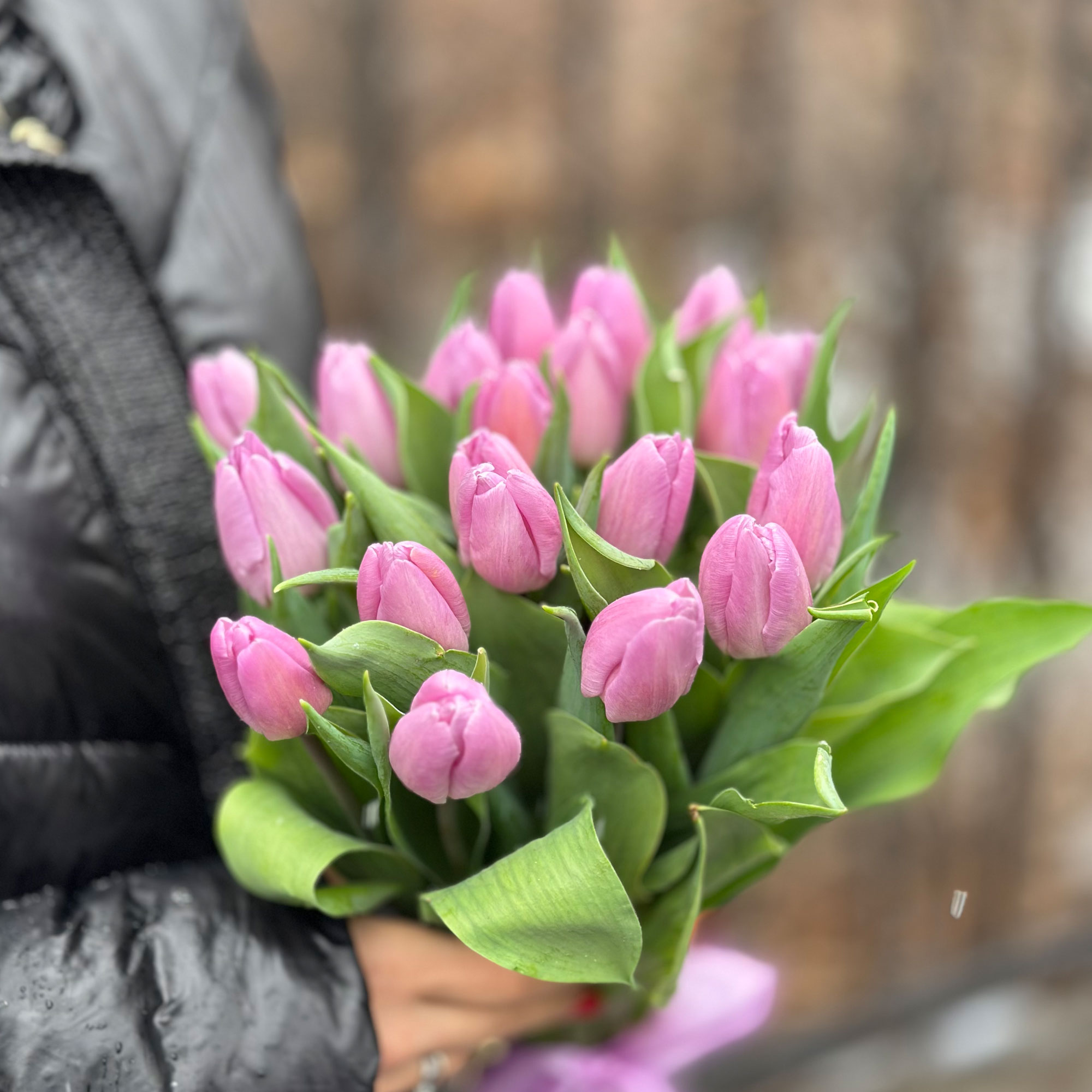 Tulips Purple Light