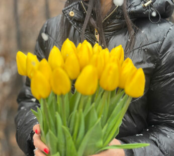 Tulips Yellow